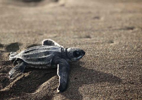 Turtle Beach - Head to the North Shore to See Green Sea Turtles in Their  Element – Go Guides