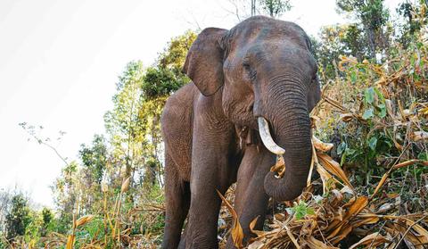 Elephant documentary series draws human connections
