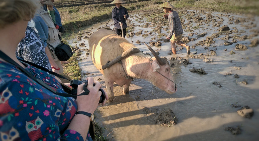 Rudolf, the water buffalo, in action.