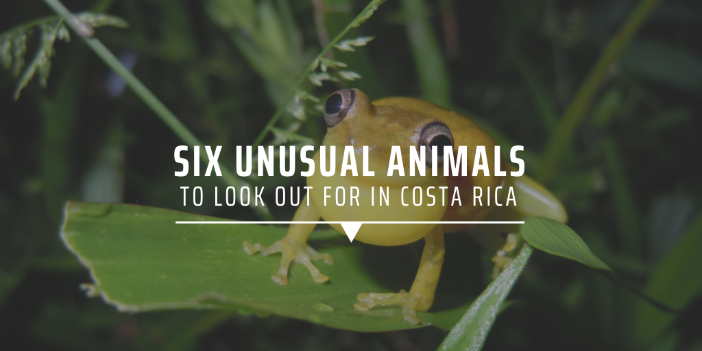 Six unusual animals to look out for in Costa Rica