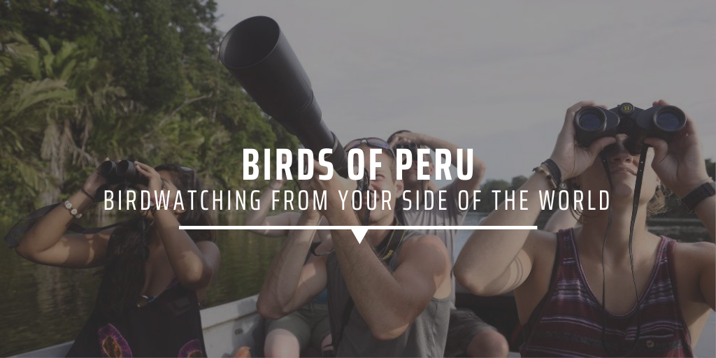 Birds of Peru: birdwatching from your side of the world