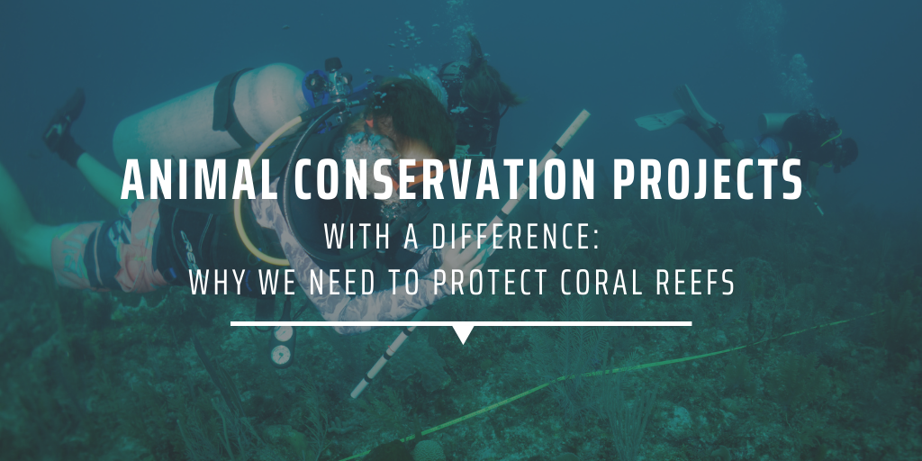 Animal conservation projects with a difference Why we need to protect coral reefs