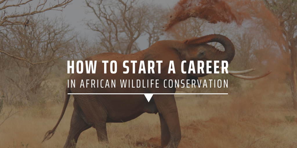 How to start a career in African wildlife conservation