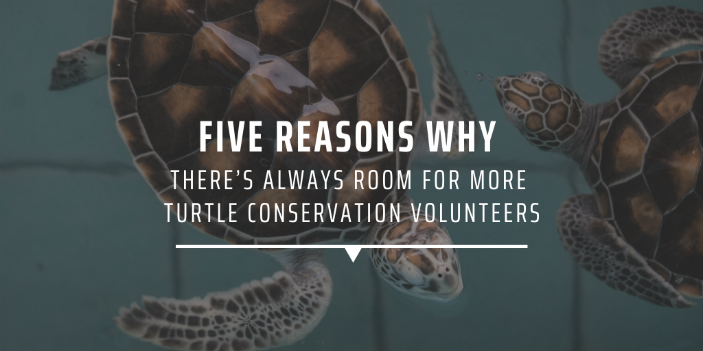 Five reasons why there’s always room for more turtle conservation volunteers