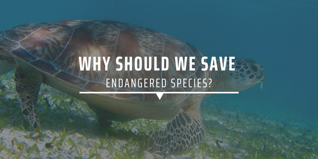 Why should we save endangered species?