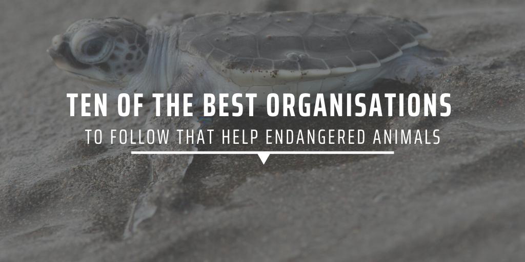 Ten of the best organisations to follow that help endangered animals