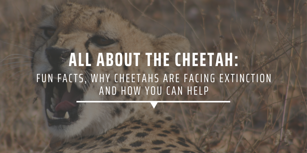 All about the cheetah: Fun facts, why cheetahs are facing extinction, and how you can help
