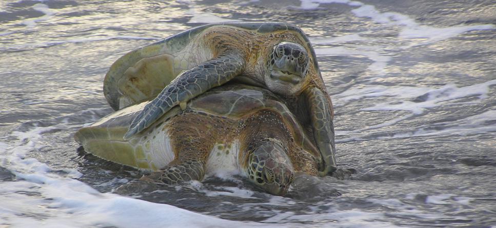 Sea Turtle Conservation in Costa Rica | GVI USA