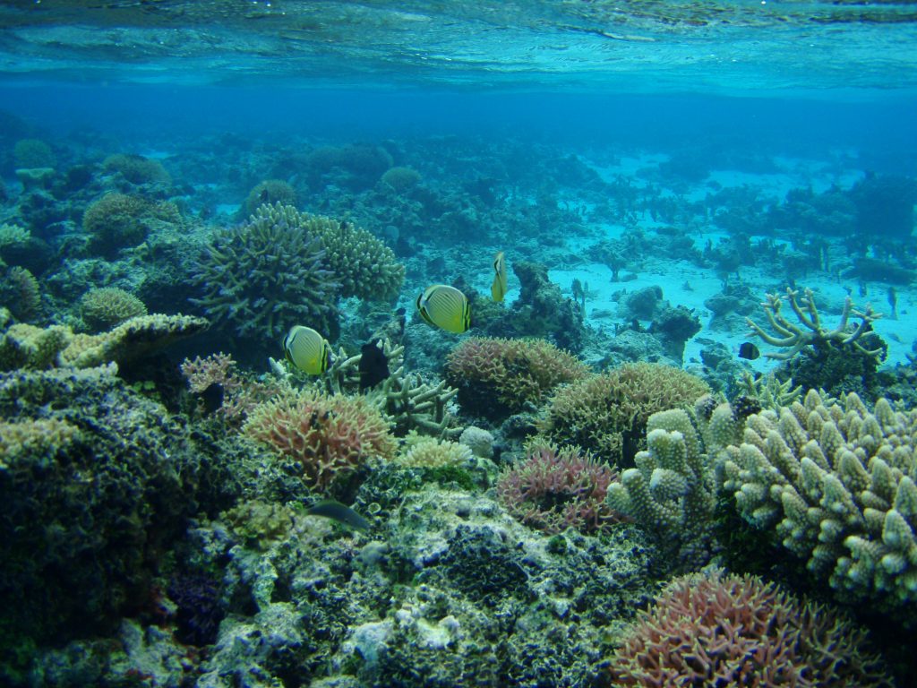 Marine Conservation Expedition in Fiji - Volunteer Expedition | GVI USA