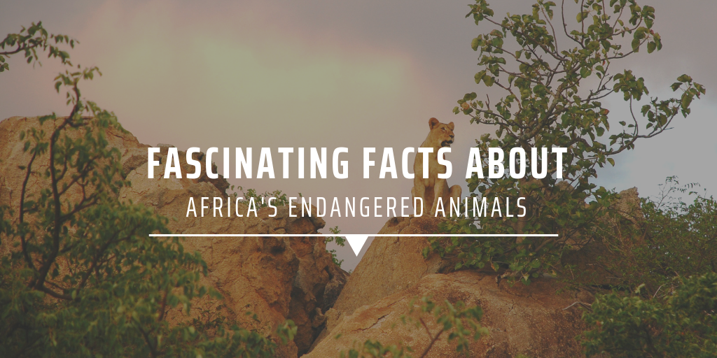 Fascinating Facts About Africa S Endangered Animals Gvi Usa