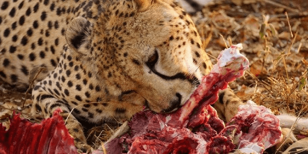 all about cheetahs fun facts why cheetahs are facing extinction