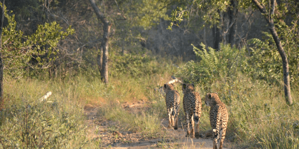 pictures for cheetahs, cheetah males, cheetah coalition