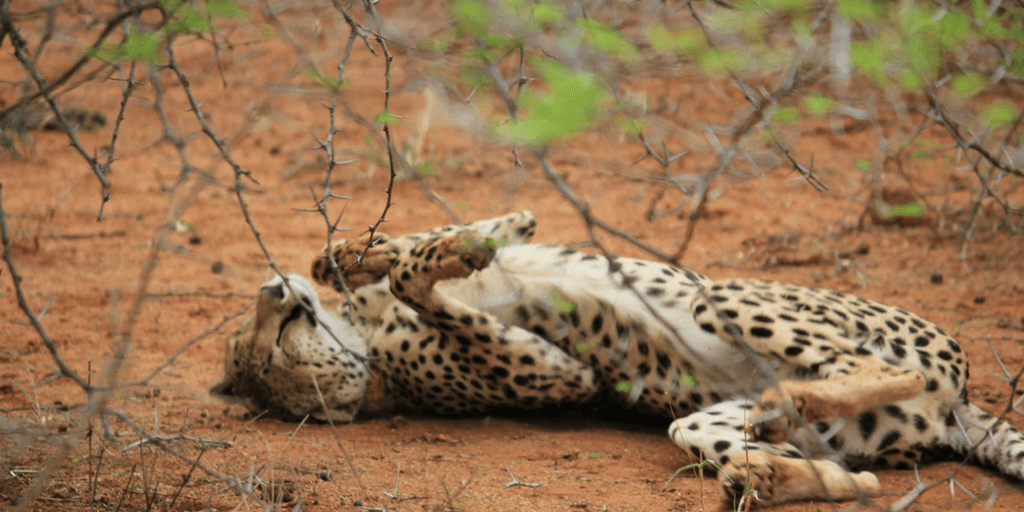 pictures of cheetahs, cheetah sleeping, cheetah lying down, cheetah rolling, cheetah playing