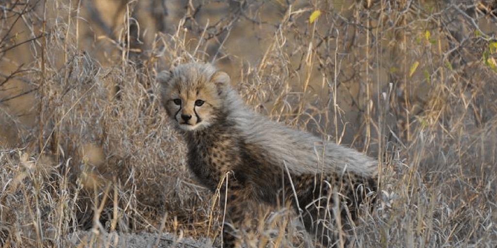 pictures of baby cheetahs, cheetah cub, cheetah mohawk