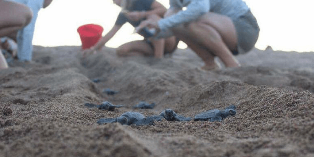 Gap year animal programs