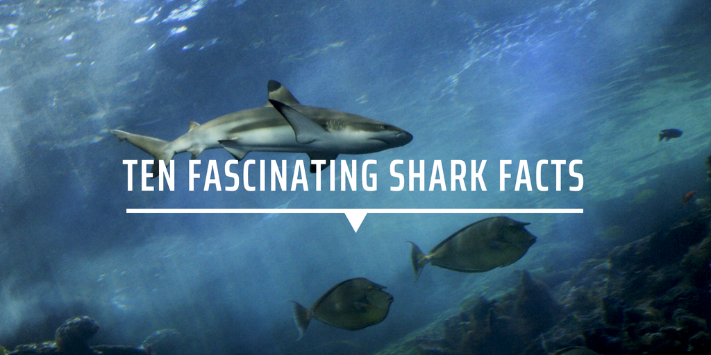 can sharks swim backwards can sharks swim backwards