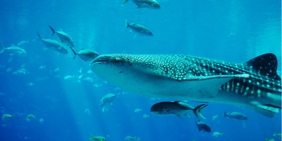 Jaws-Shark-Whale-Shark-Aquarium-Water-Swimming-281497.png
