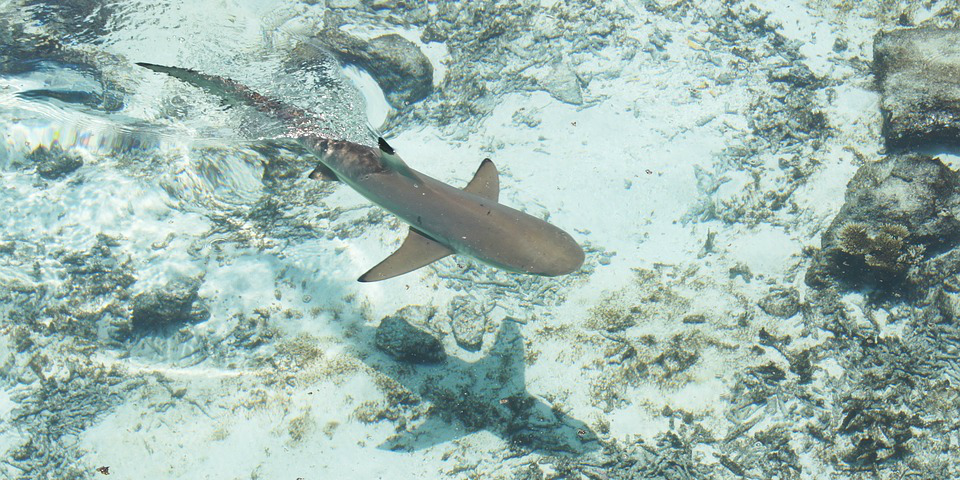 Shark-Water-Sea-2151026.png