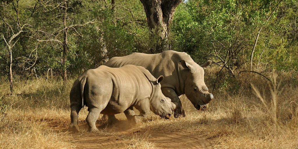 best animal