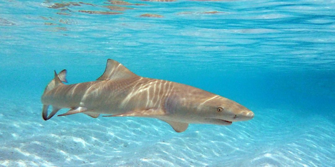 Facts about sicklefin lemon sharks GVI USA