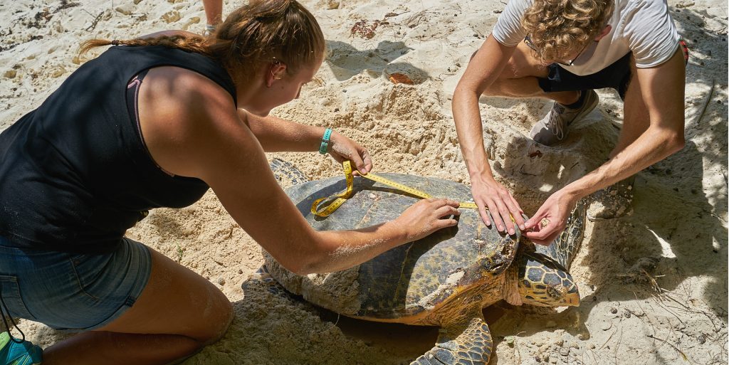 Teens volunteering abroad during high school on this Seychelles turtle conservation program