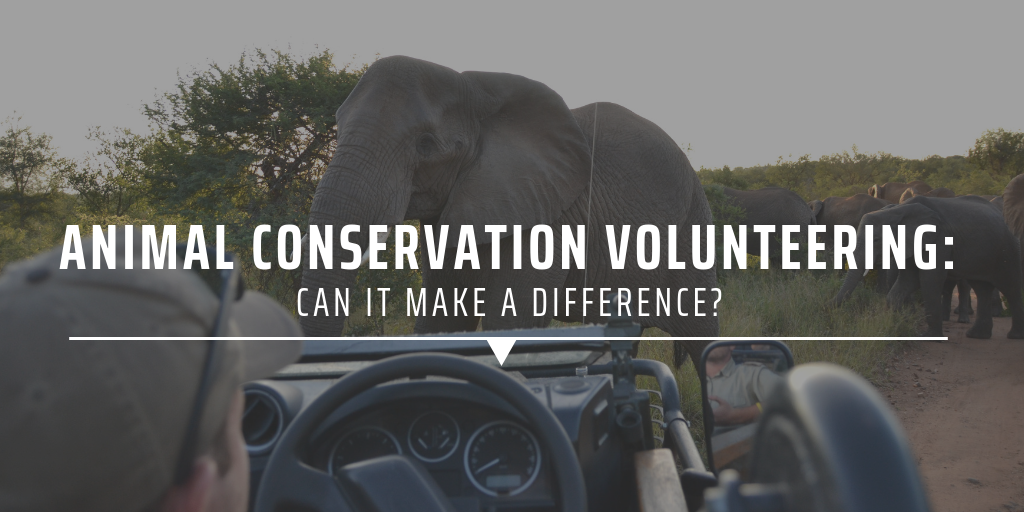 animal conservation volunteering