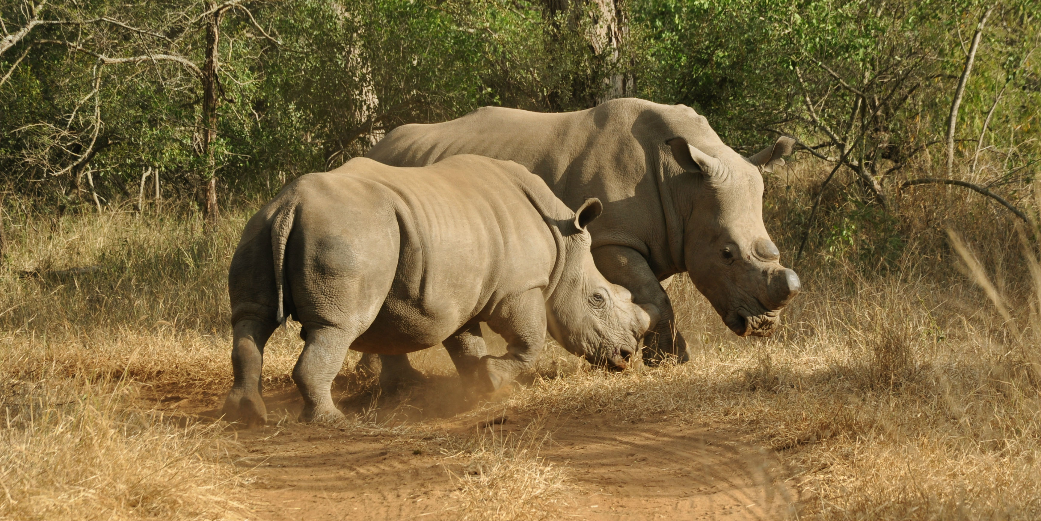 Animal conservation volunteering: Can it make a difference? | GVI USA