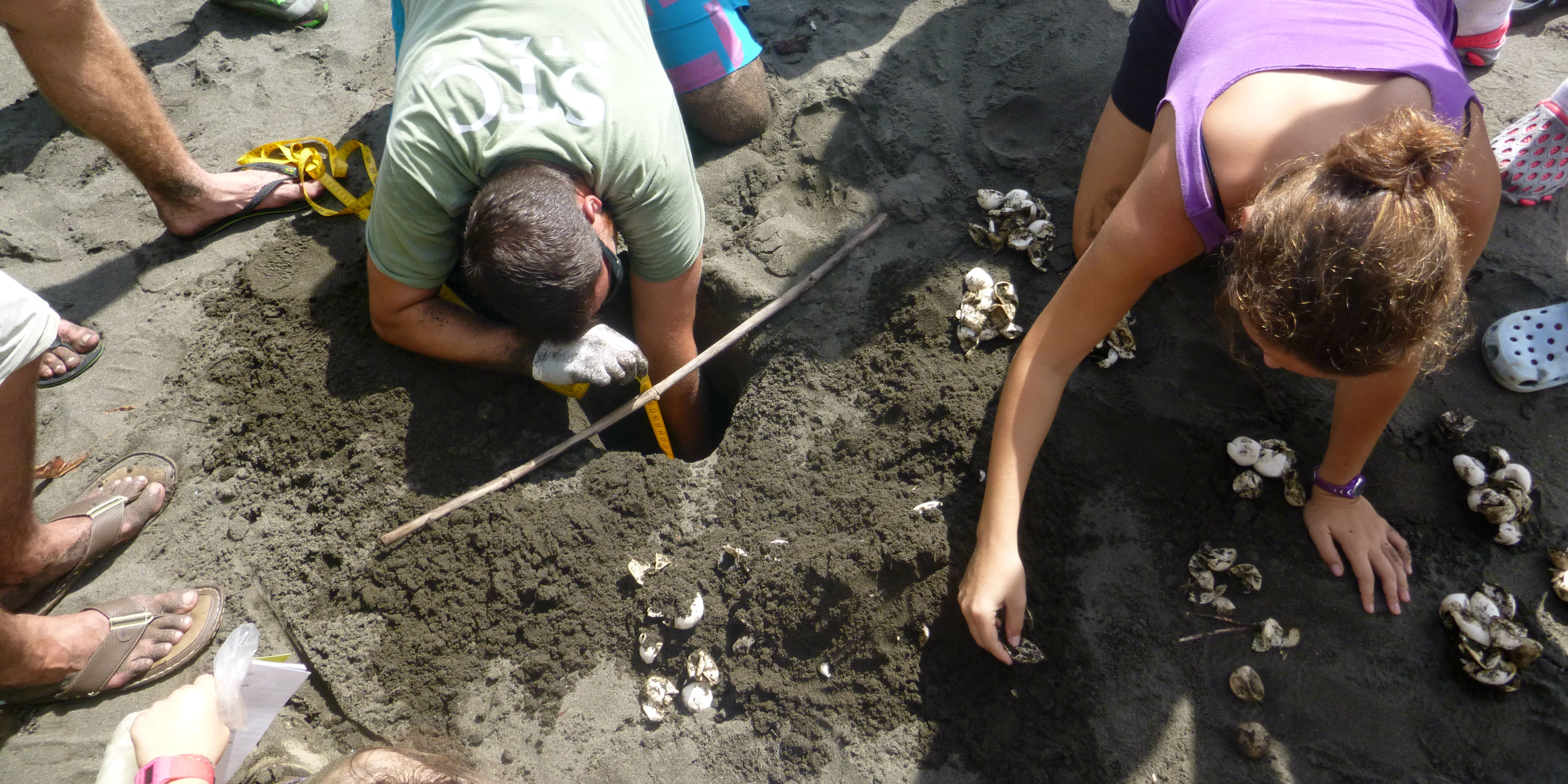GVI particpants take part in sea turtle conservation by excavating sea turtle nests to determine hatching success rate.