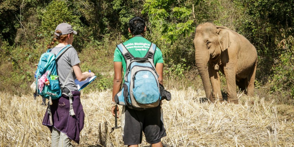 doi voluntari care stau la distanță de un elefant sălbatic din Chiang Mai.