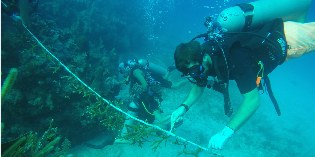 önkéntesek, akik víz alatti felmérést végeznek egy korallzátonyról Peurto Morelos-ban, Mexikóban.