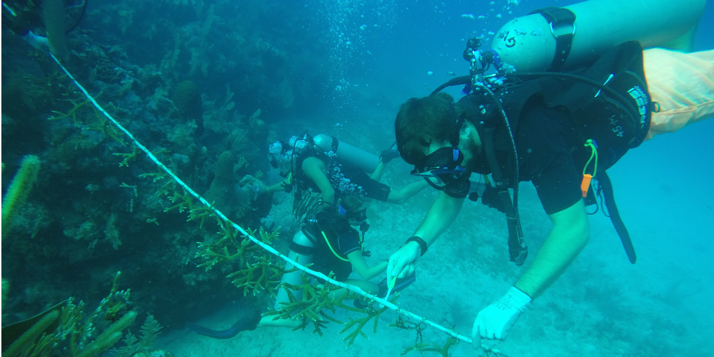Volunteers doing an underwater survey of a coral reef in Peurto Morelos, Mexico.viajar para as águas turquesas do mar do Caribe e ganhar o seu certificado de mergulho PADI ao proteger o sistema de recifes de barreira mesoamericana, a segunda maior barreira de coral do mundo.você contribuirá para os esforços que monitoram a saúde geral do Recife – incluindo Recife de coral e monitoramento de peixes – e desenvolverá seu conhecimento deste ambiente subaquático.como membro de uma equipa internacional de voluntários em parceria com organizações altamente conceituadas, pode ter a certeza de que os seus esforços de conservação marinha terão um impacto valioso.
