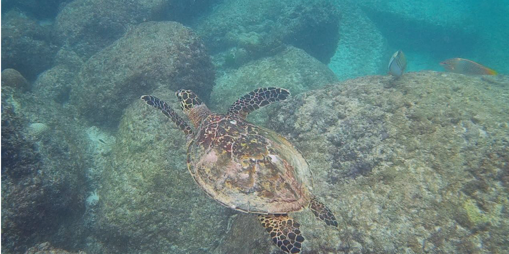 Una tartaruga che nuota al largo della costa di Curieuse nelle Seychelles.