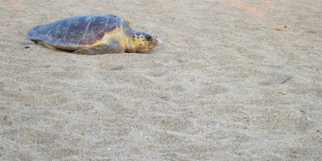 egy homokos strand mentén mozgó tengeri teknős, hogy jó helyet találjon a görögországi fészkeléshez.