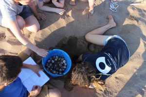 Conducting research with a turtle nest in Greece