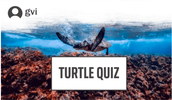 Turtle Quiz