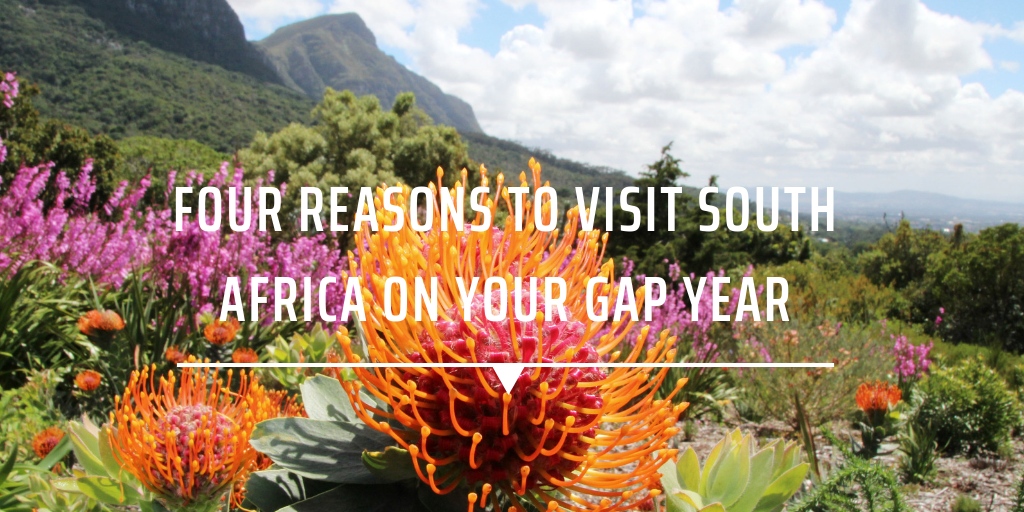 Four Reasons to visit South Africa on your Gap Year