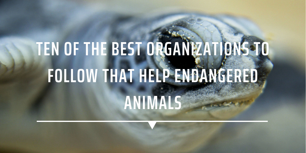 Ten of the best organizations to follow that help endangered animals