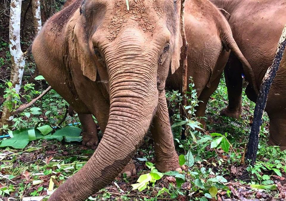 7 Ethical Choices for Elephants