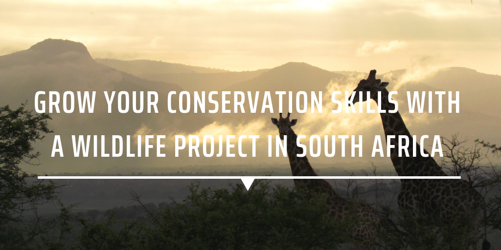 Grow your conservation skills with a wildlife project in South Africa
