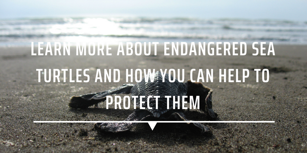 Learn more about endangered sea turtles and how you can help to protect them