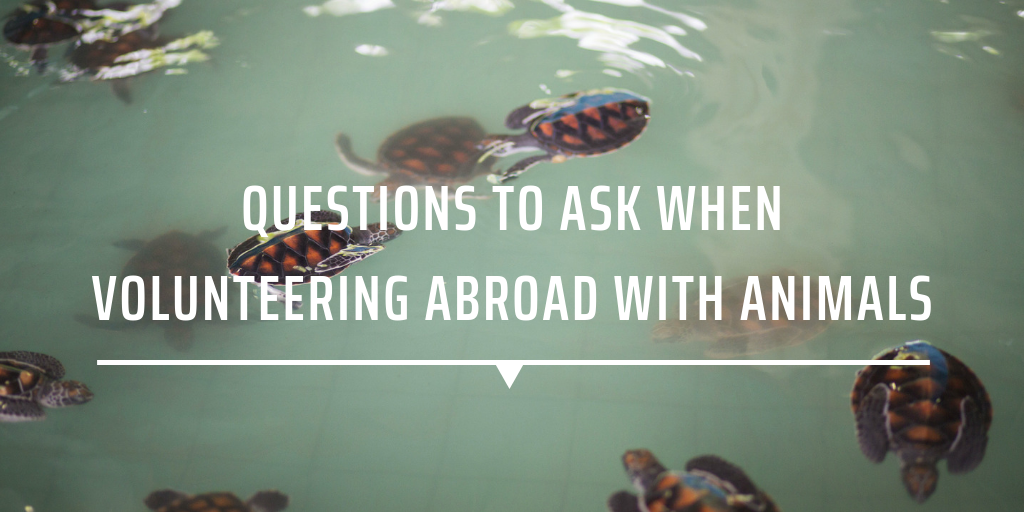 Questions to ask when volunteering with animals