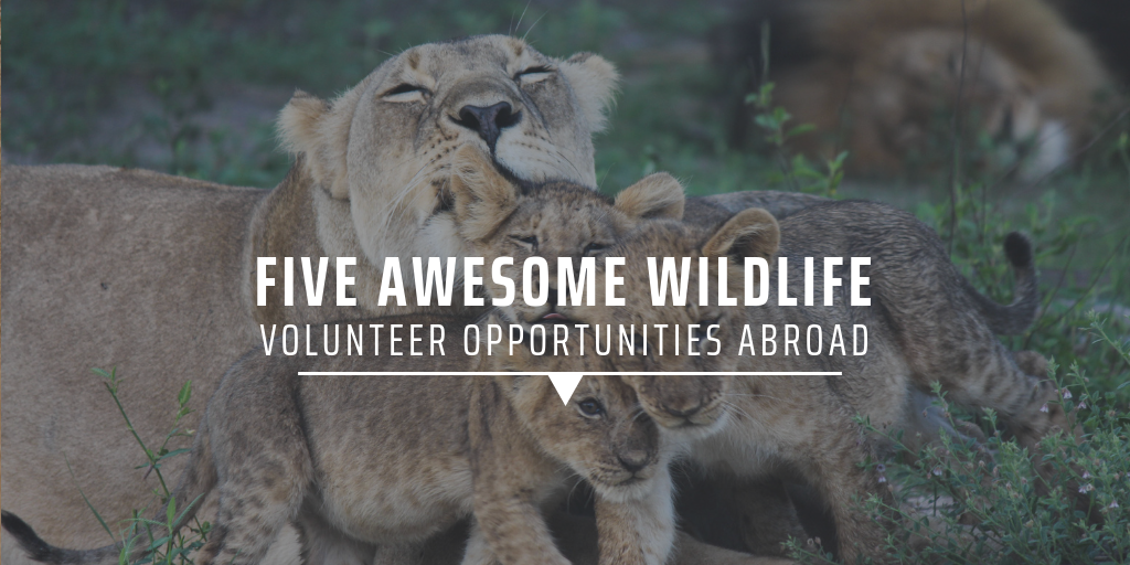 Five awesome wildlife volunteer opportunities abroad