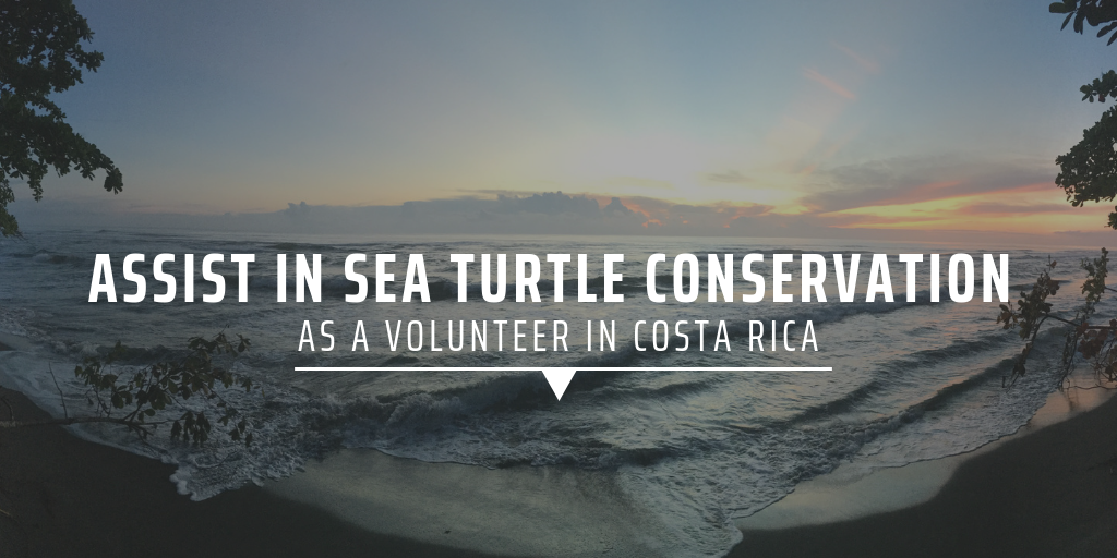 Assist in sea turtle conservation as a volunteer in Costa Rica
