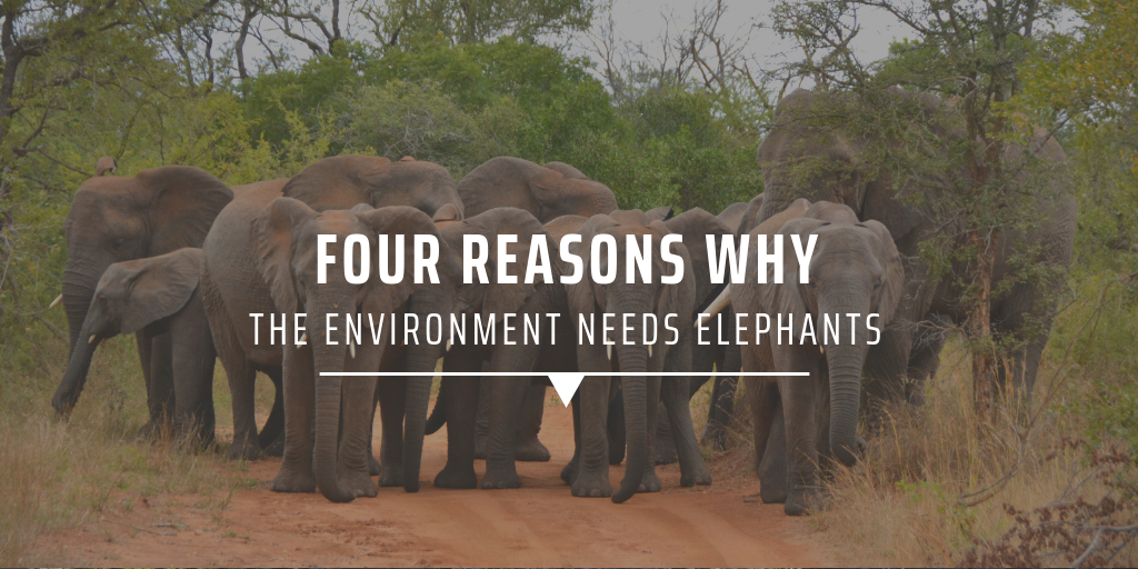 Four reasons why the environment needs elephants