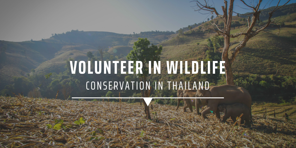Volunteer in wildlife conservation in Thailand