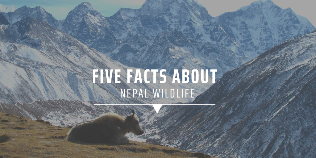 Five facts about Nepal wildlife