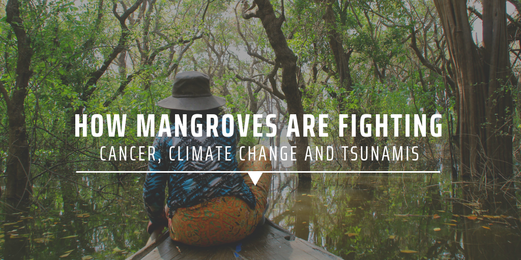 How mangroves are fighting cancer, climate change and tsunamis