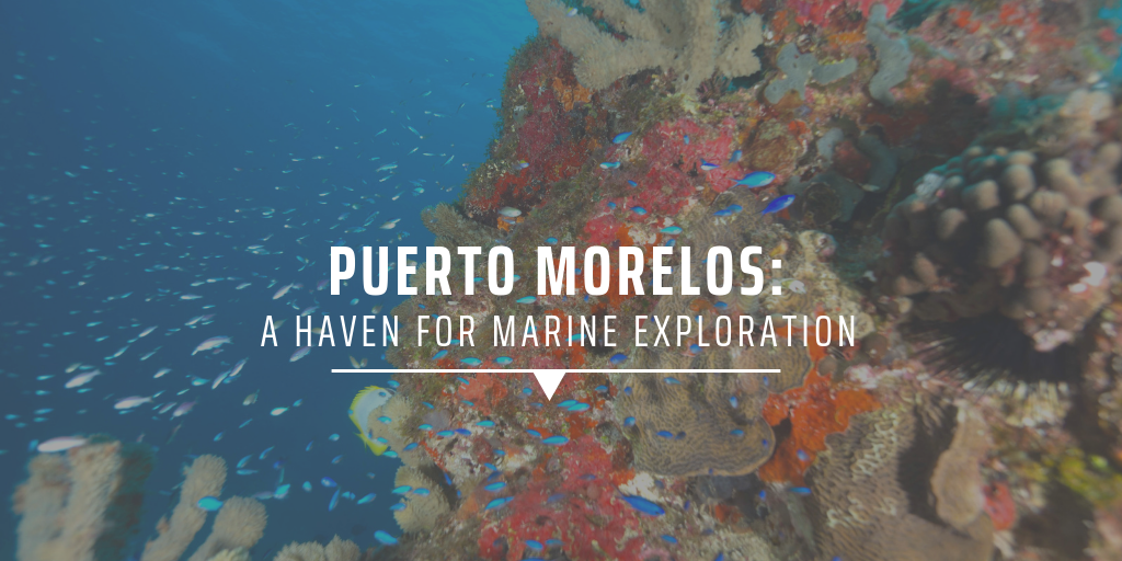 Puerto Morelos: A haven for marine exploration