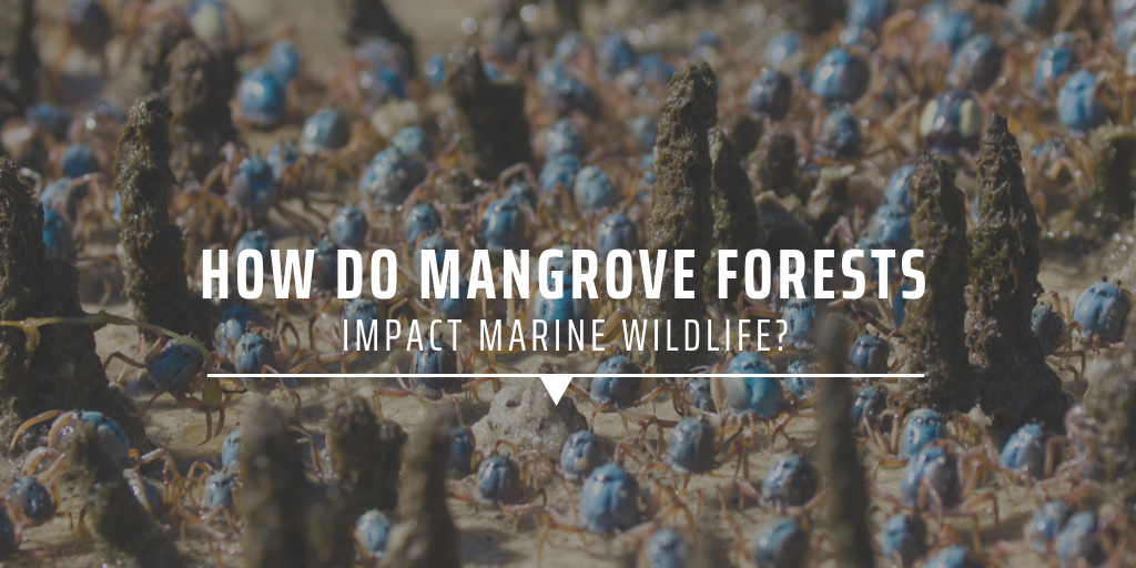 How do mangrove forests impact marine wildlife?