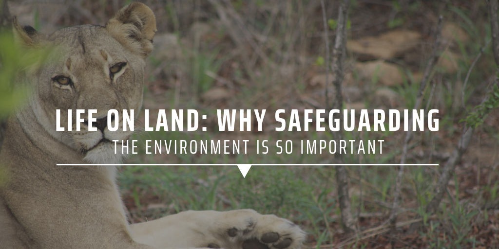 Life on land: Why safeguarding the environment is so important